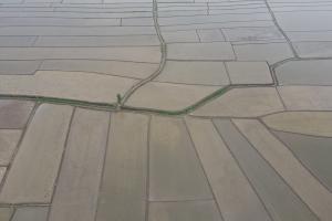 Çeltik tarlalarının sofraya uzanan yolculuğu başladı