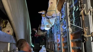 istanbula-kurbanlik-hayvan-girisleri-basladi