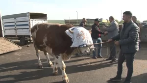 rifkinin-fiyati-dudak-ucuklatti-900-kiloluk-boga-kars-hayvan-pazarini-salladi-tam-300-bin-tl-yenicag-1