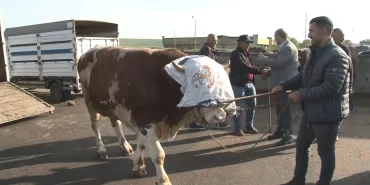 rifkinin-fiyati-dudak-ucuklatti-900-kiloluk-boga-kars-hayvan-pazarini-salladi-tam-300-bin-tl-yenicag-1