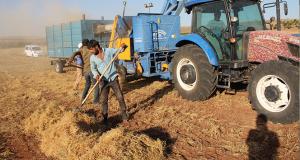 Mardin'de mercimek üreticilerinin yüzü bu yıl gülmedi