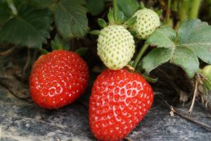 Sason çileği coğrafi işaret belgesi alarak markalaştı