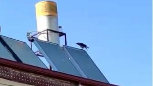 elazigda-allah-diye-bagiran-karga-GqVde4aK