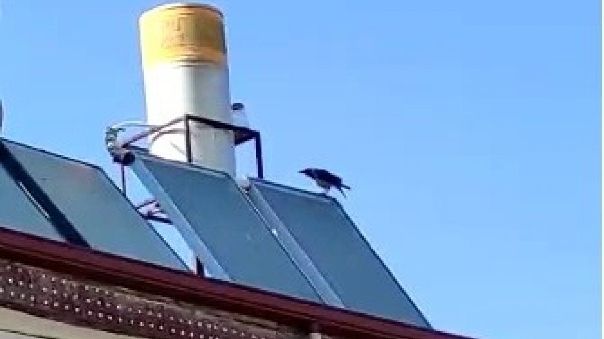 elazigda-allah-diye-bagiran-karga-GqVde4aK