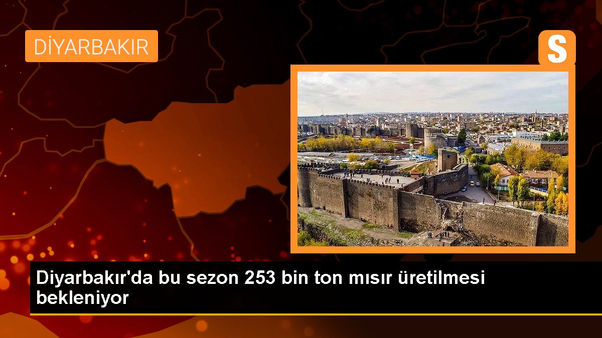 diyarbakirda-bu-sezon-253-bin-ton-misir-uretilmesi-bekleniyor-2KIaqcIu.jpg