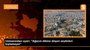uzmanindan-uyari-agacin-dibine-dusen-zeytinleri-toplamayin-3iOTrcMF.jpg