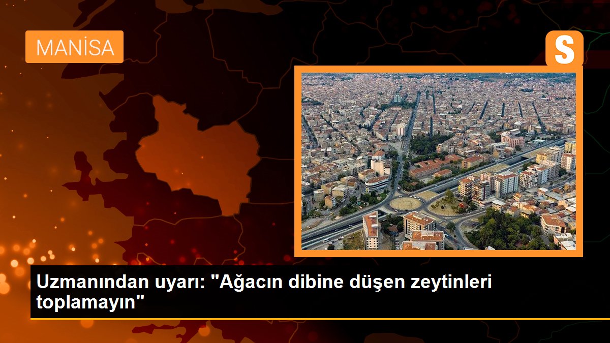 uzmanindan-uyari-agacin-dibine-dusen-zeytinleri-toplamayin-3iOTrcMF.jpg