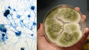 1ee82ba8-7b8pd4bl1fbovvs0ddnrjd