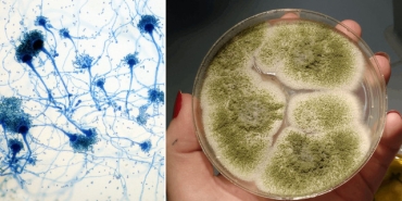 1ee82ba8-7b8pd4bl1fbovvs0ddnrjd