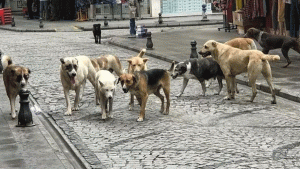 basibos-kopek-duzenlemesi-788