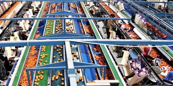 ihrac-gidalarimiz-da-abye-giremiyor-4unden-3u-riskli-ct34